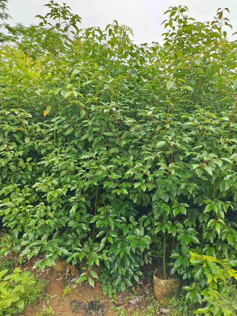 香樟原生苗1-5分，基地直销，一手货源，大量低价出售