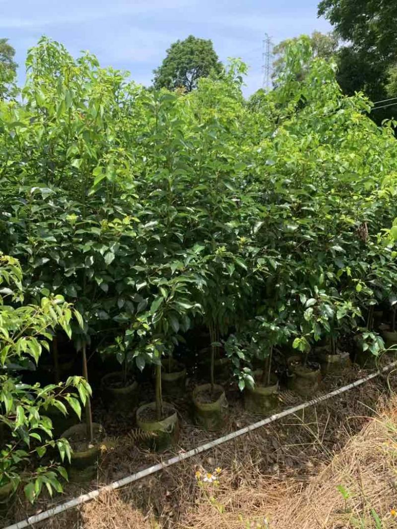 香樟原生苗1-5分，基地直销，一手货源，大量低价出售