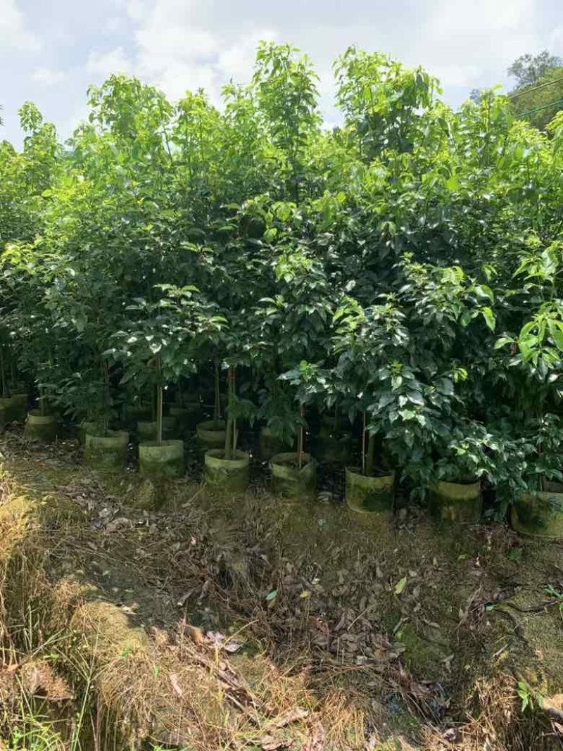 香樟原生苗1-5分，基地直销，一手货源，大量低价出售