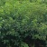 香樟原生苗1-3分，一手货源，基地直销，大量低价出售
