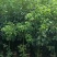 香樟原生苗1-3分，一手货源，基地直销，大量低价出售