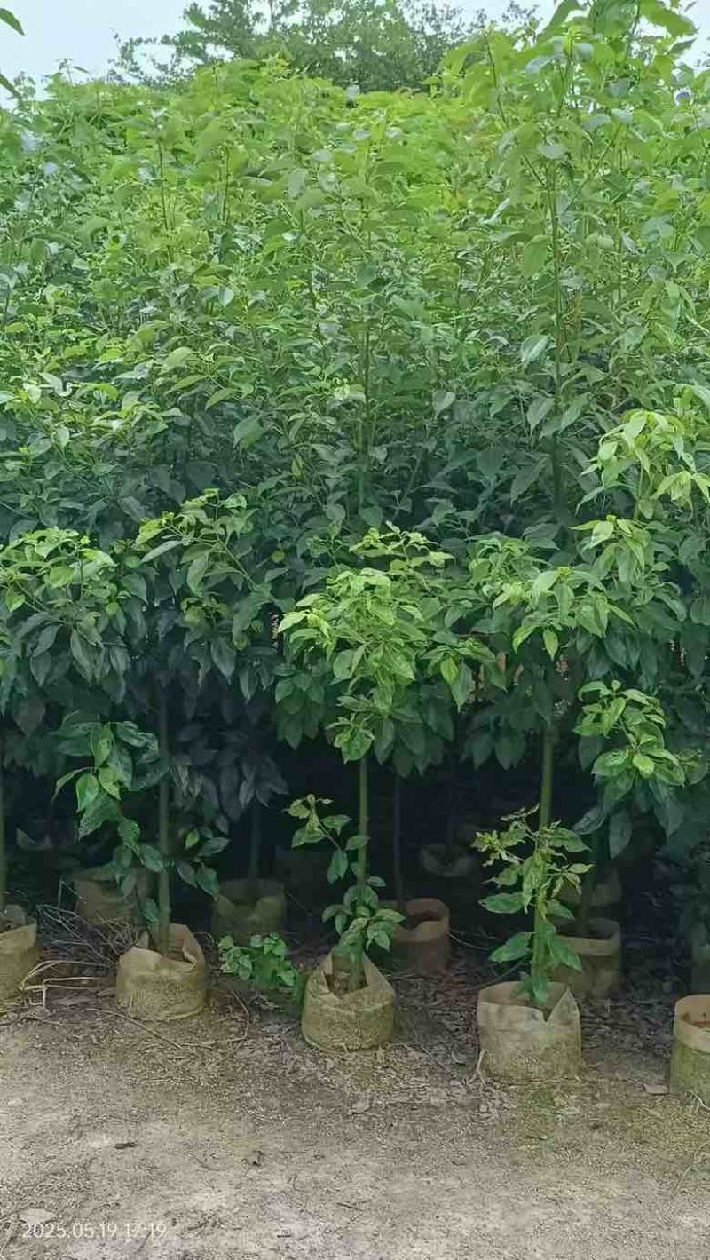 香樟原生苗1-3分，一手货源，基地直销，大量低价出售