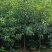 香樟原生苗1-3分，一手货源，基地直销，大量低价出售