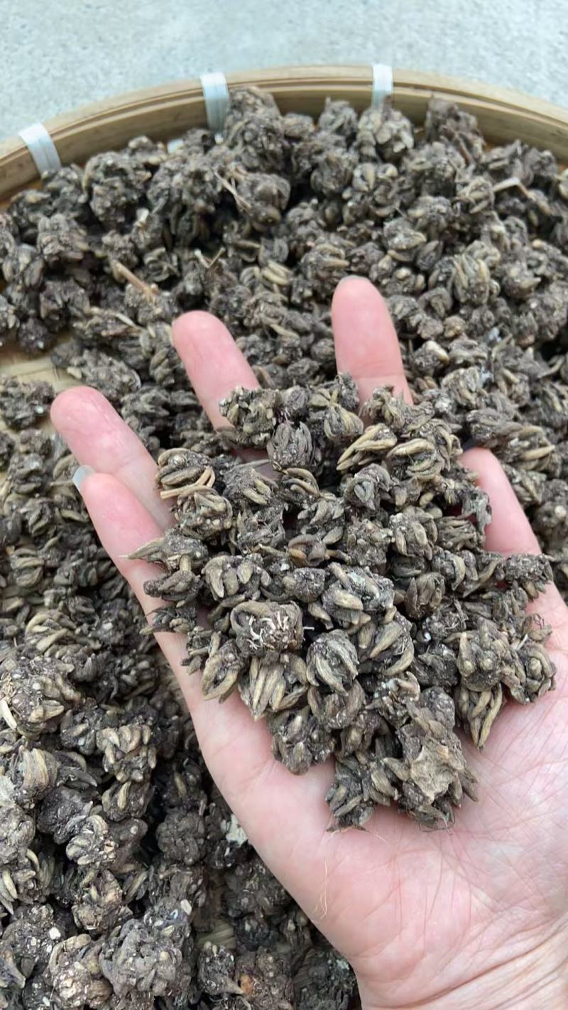黑皮长尖爪猫爪草0.4--1.6