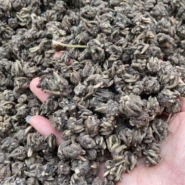 黑皮长尖爪猫爪草0.4--1.6