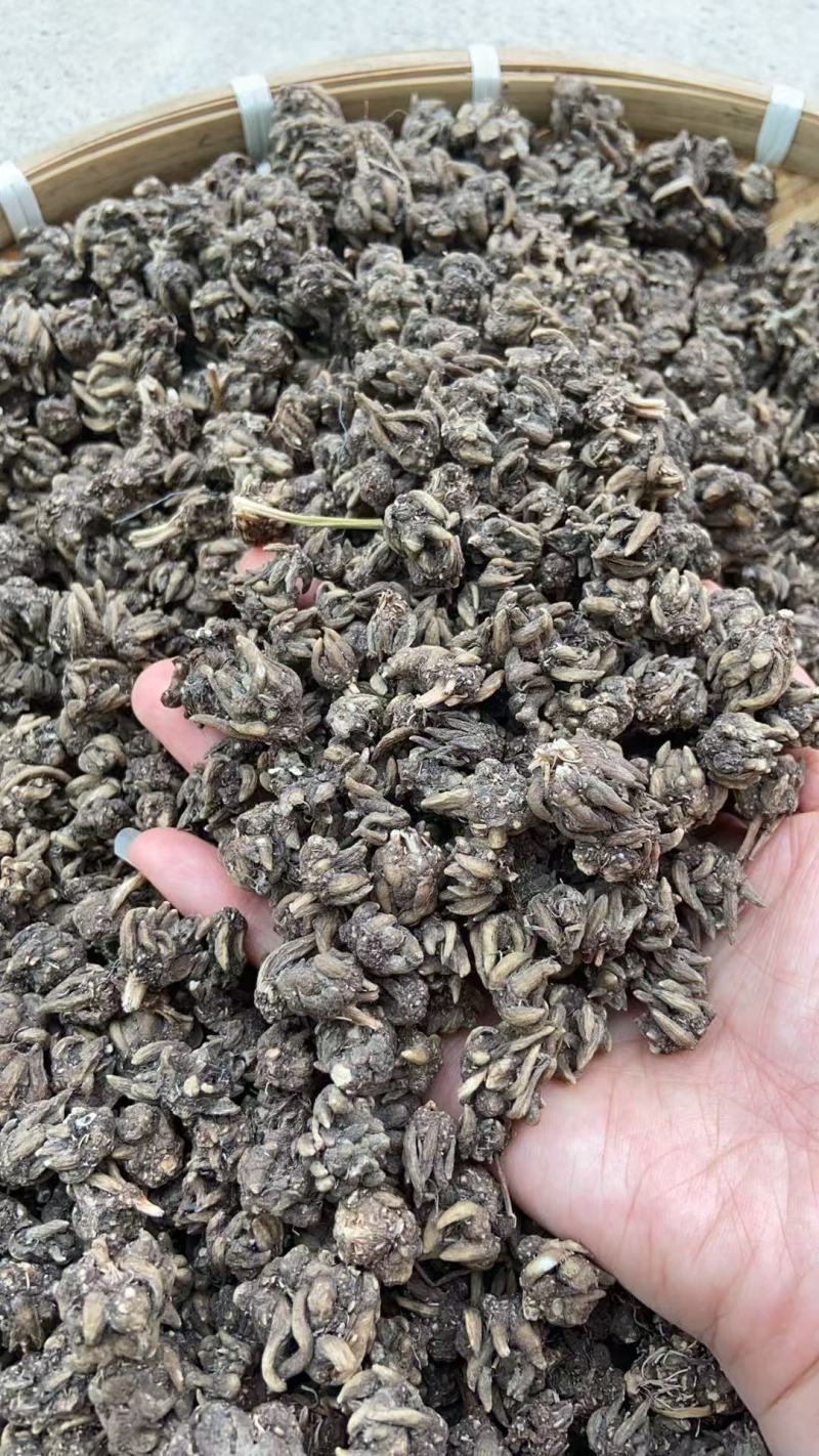 黑皮长尖爪猫爪草0.4--1.6