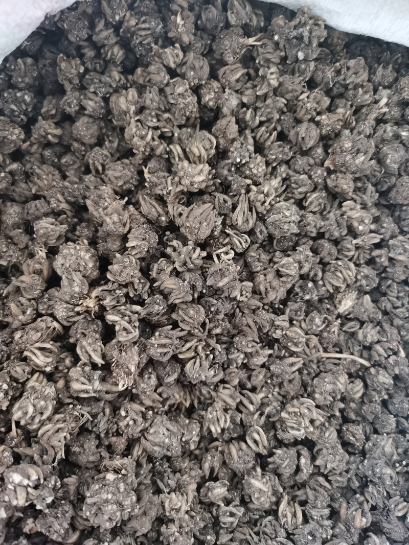 黑皮长尖爪猫爪草0.4--1.6