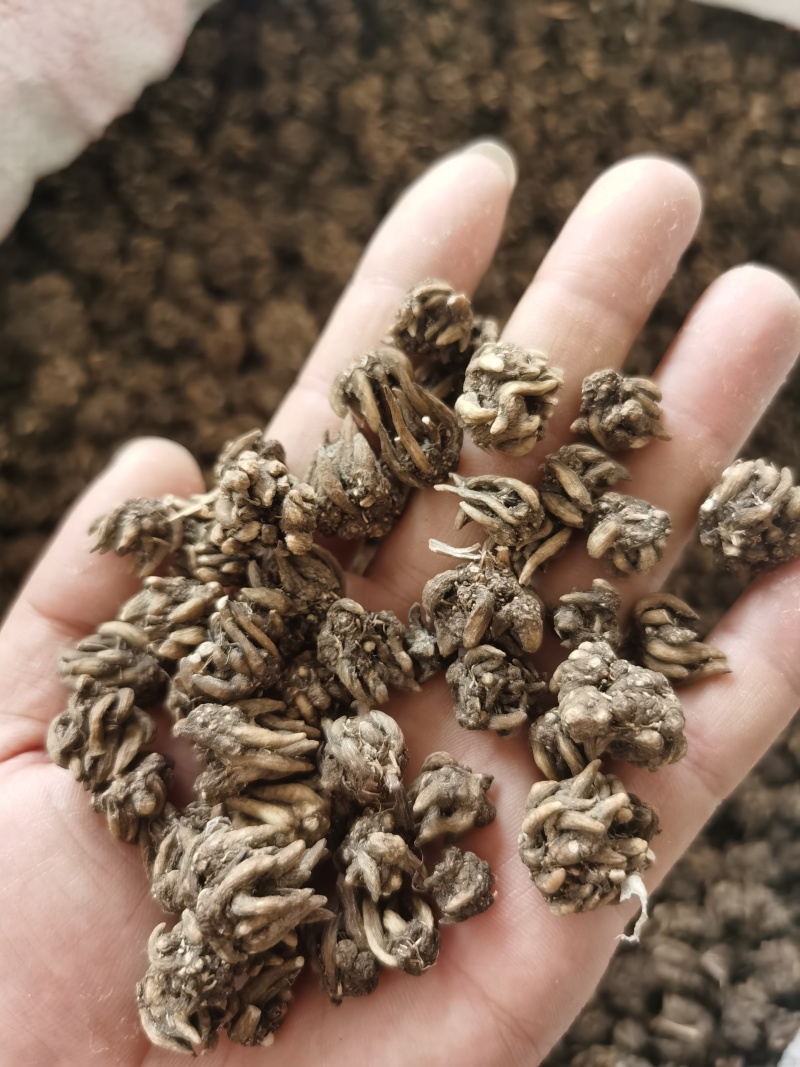 黑皮长尖爪猫爪草0.4--1.6