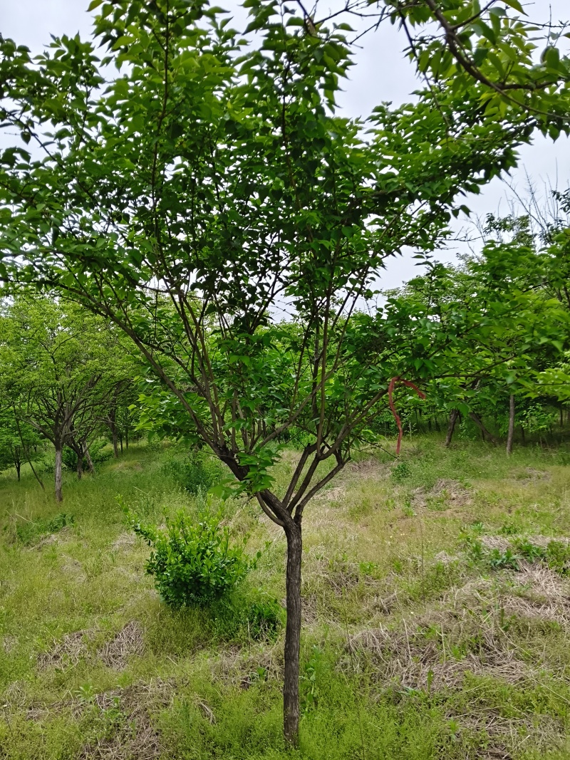 独杆金银木