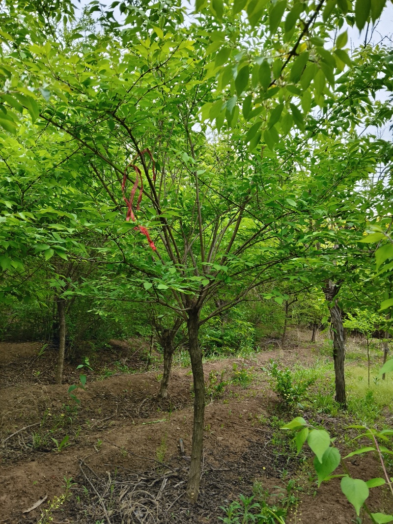 独杆金银木