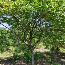 独杆金银木