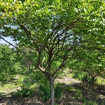 独杆金银木