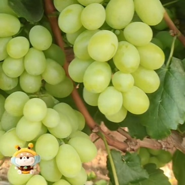 青提