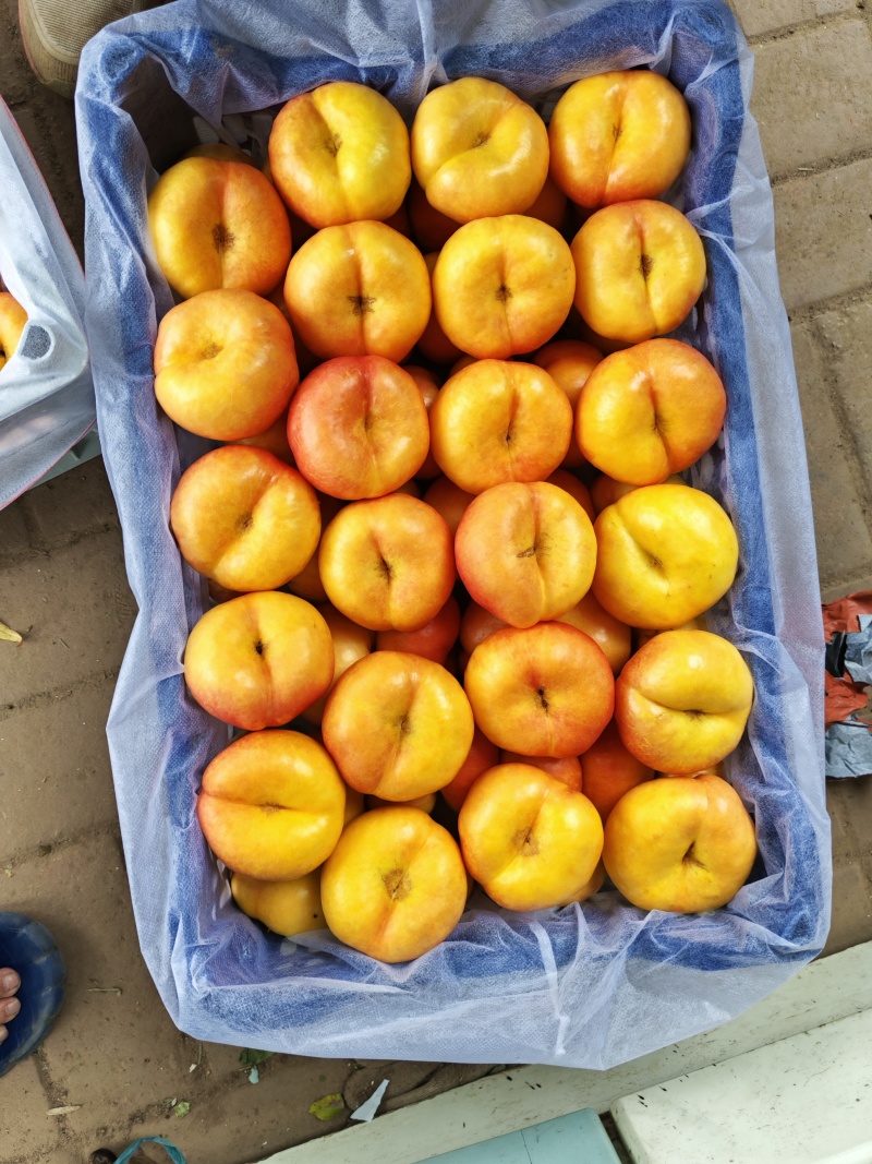 早金霞精品果