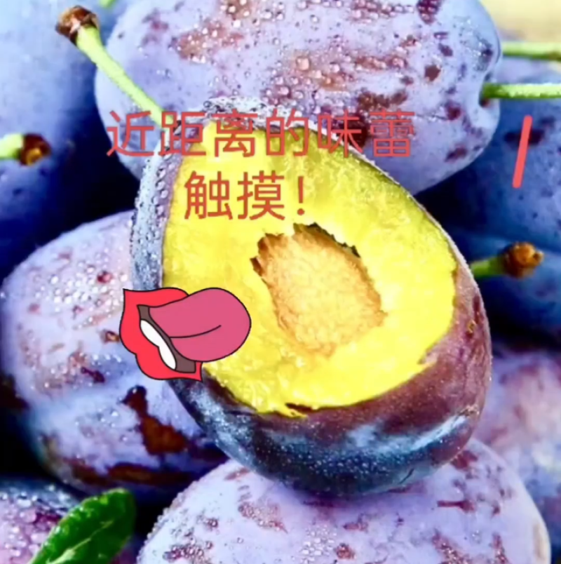生态内蒙古，蓝色好味道！阳光吻过的西梅，品质你猜？！