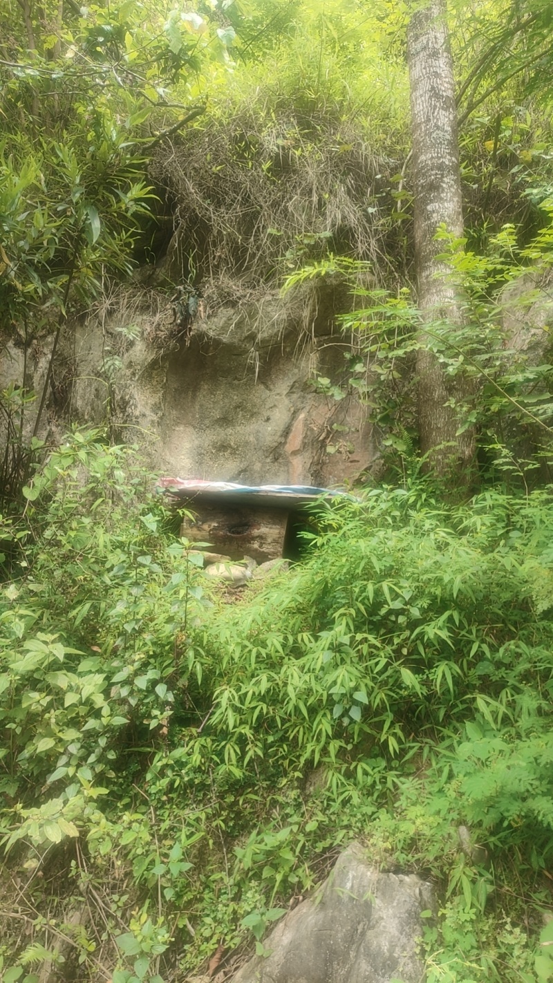 中蜂蜜