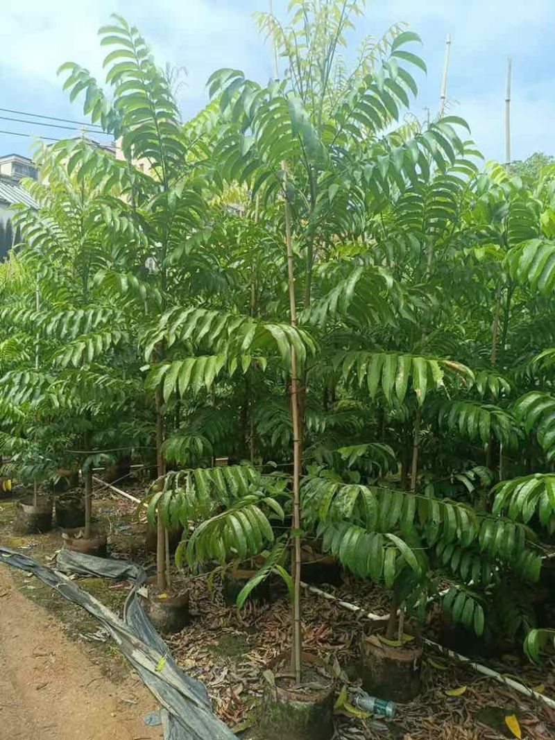 仁面子原生苗1-5分，基地直销，一手货源，无中间商赚差价