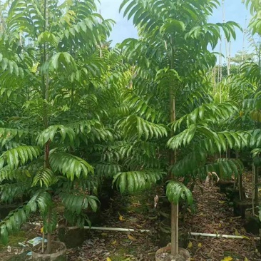 仁面子原生苗1-5分，基地直销，一手货源，无中间商赚差价