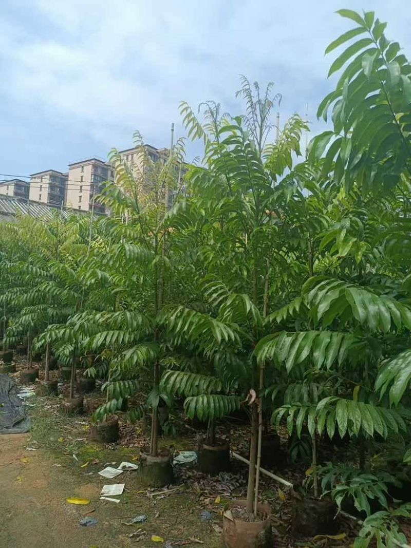 仁面子原生苗1-5分，基地直销，一手货源，无中间商赚差价