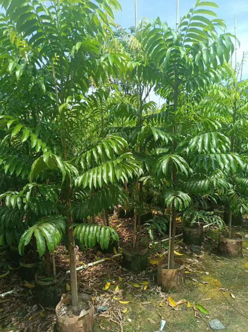 仁面子原生苗1-5分，基地直销，一手货源，大量低价出售