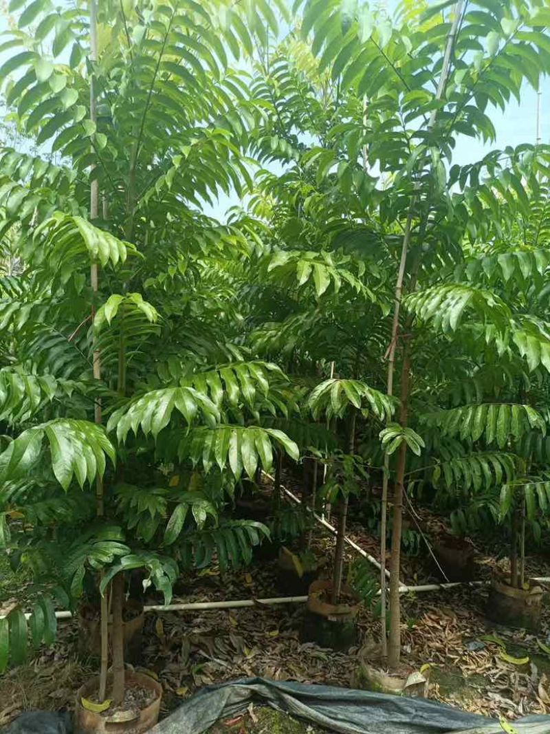 仁面子原生苗1-5分，基地直销，一手货源，大量低价出售