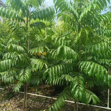 仁面子原生苗1-5分，基地直销，一手货源，大量低价出售