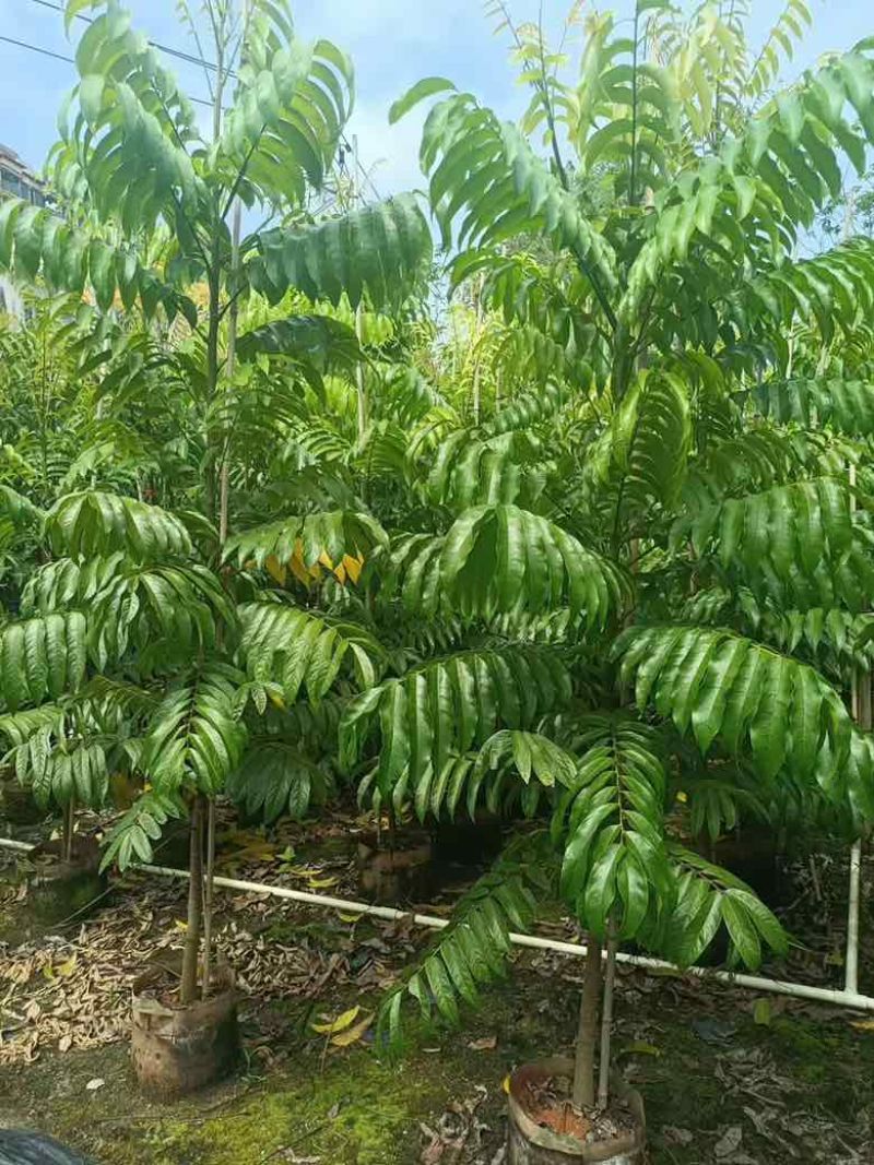 仁面子原生苗1-5分，基地直销，一手货源，大量低价出售
