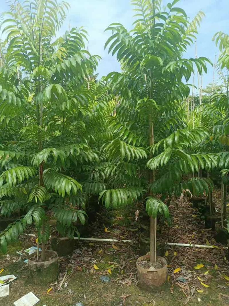 仁面子原生苗1-5分，基地直销，一手货源，无中间商赚差距