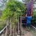 仁面子原生苗1-5分，一手货源，基地直销，大量低价出售
