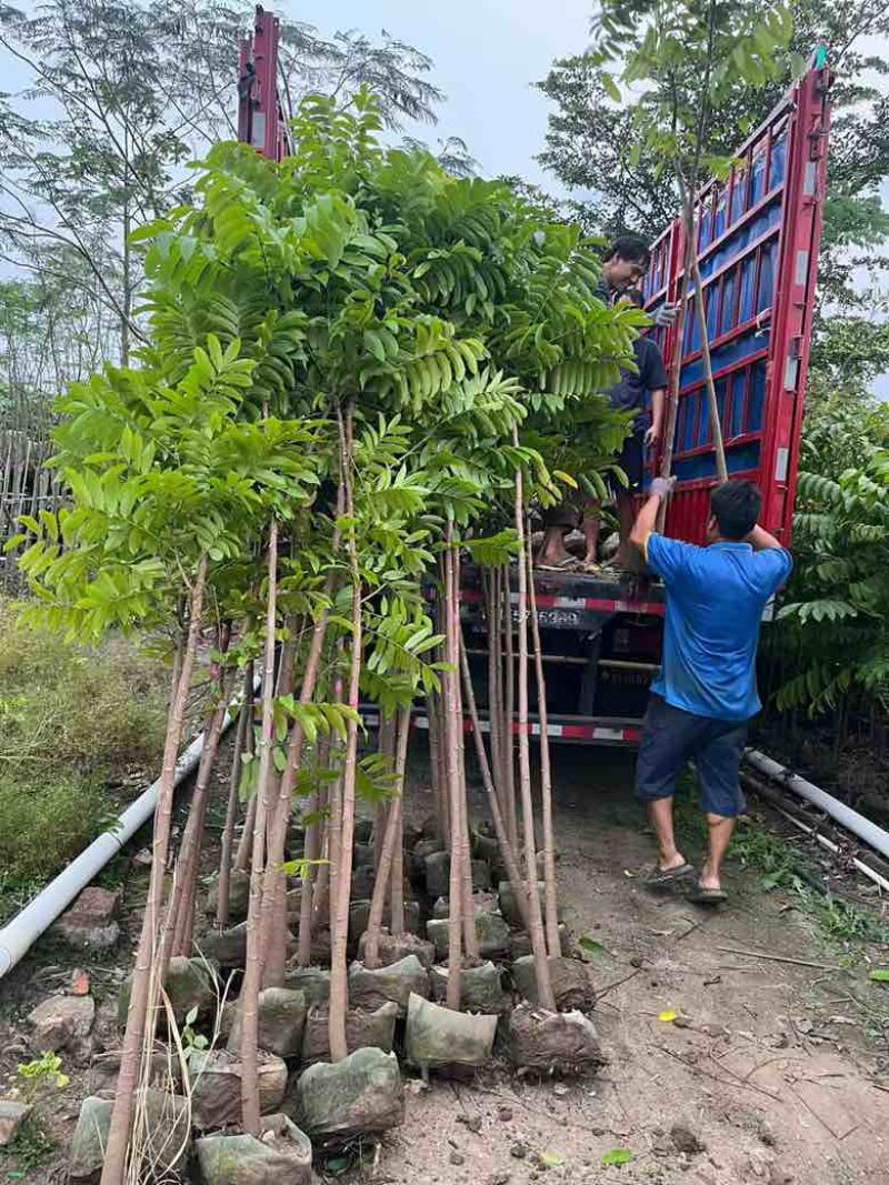 仁面子原生苗1-5分，一手货源，基地直销，大量低价出售
