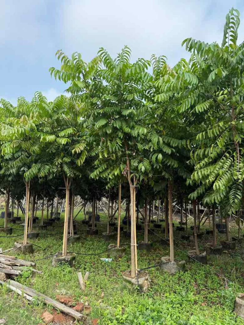 仁面子原生苗1-5分，一手货源，基地直销，大量低价出售