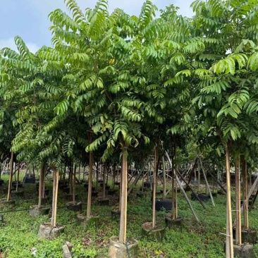 仁面子原生苗1-5分，一手货源，基地直销，大量低价出售