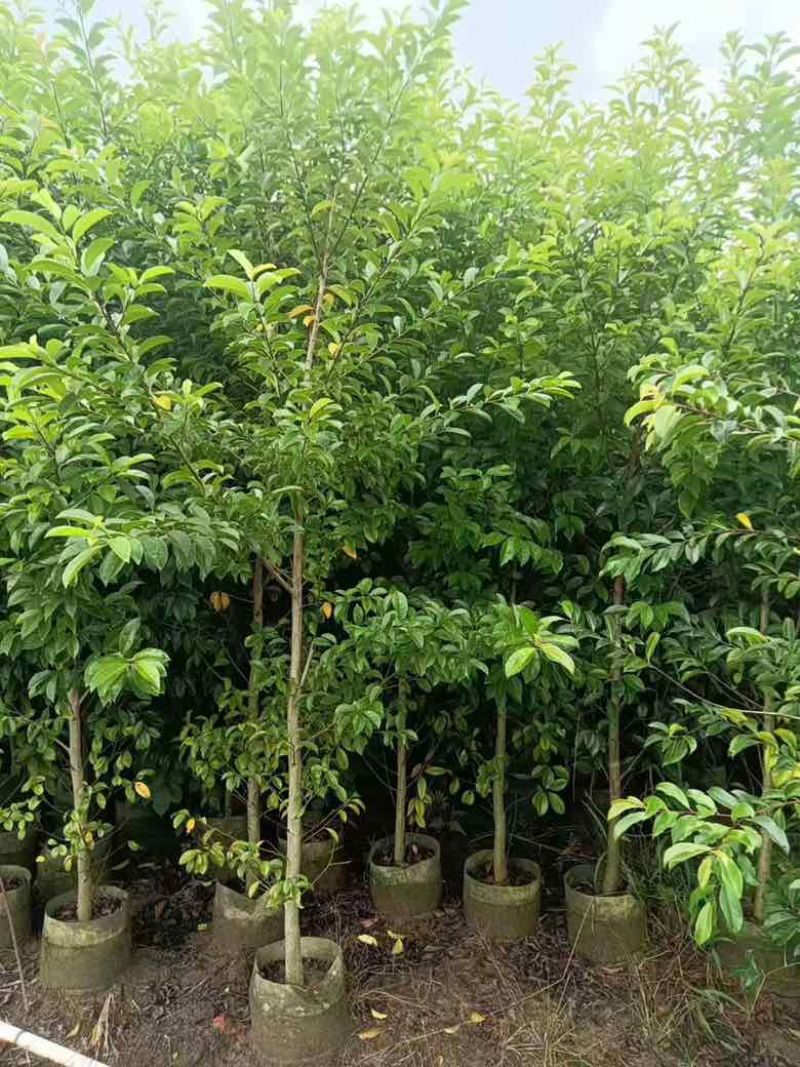 铁冬青原生苗1-5分，基地直销，一手货源，无中间商赚差价
