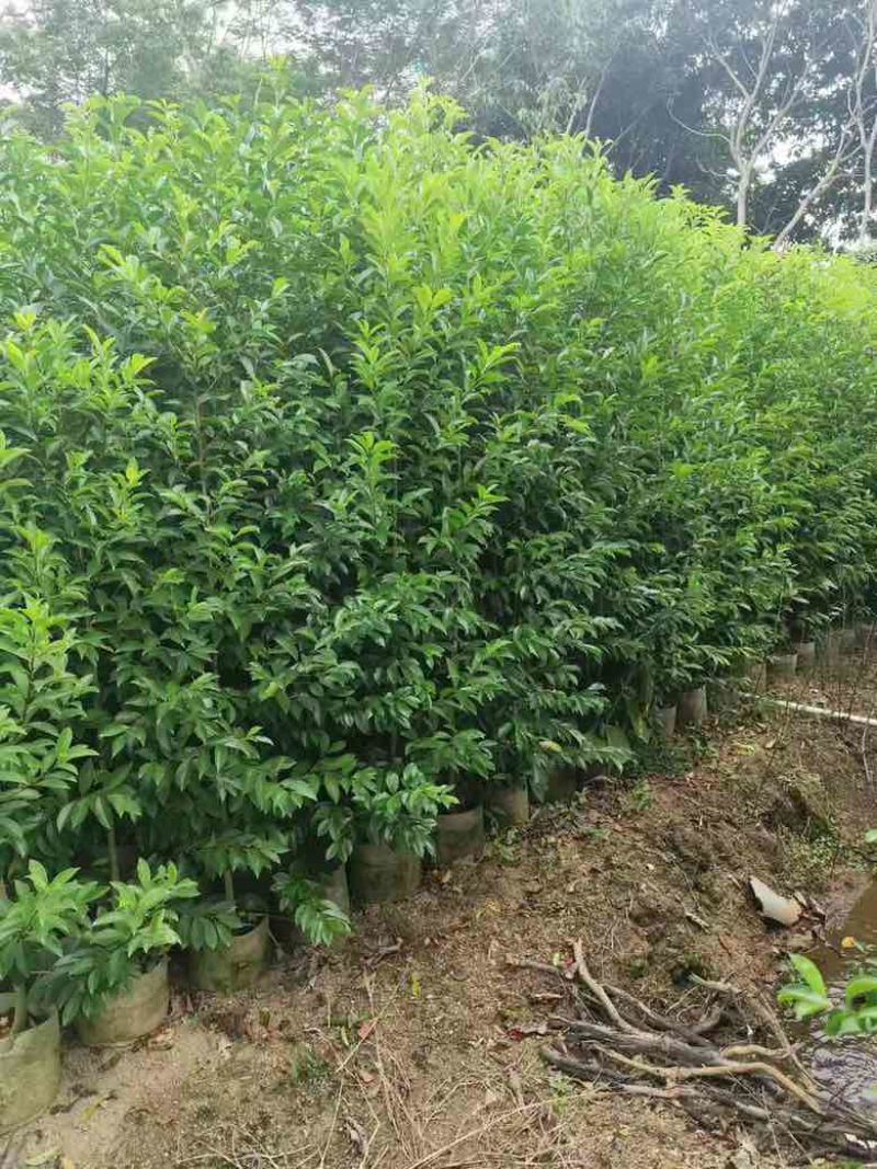 铁冬青原生苗1-3分，基地直销，一手货源，大量低价出售