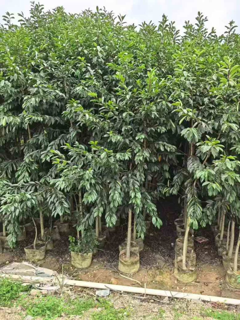 铁冬青原生苗1-3分，基地直销，一手货源，大量低价出售