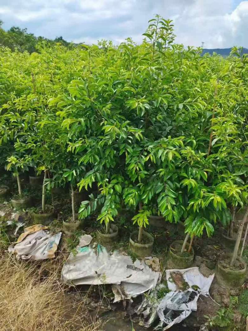 铁冬青原生苗1-3分，基地直销，一手货源，大量低价出售