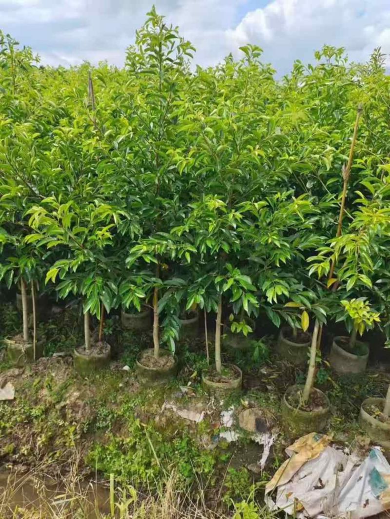 铁冬青原生苗1-3分，基地直销，一手货源，大量低价出售