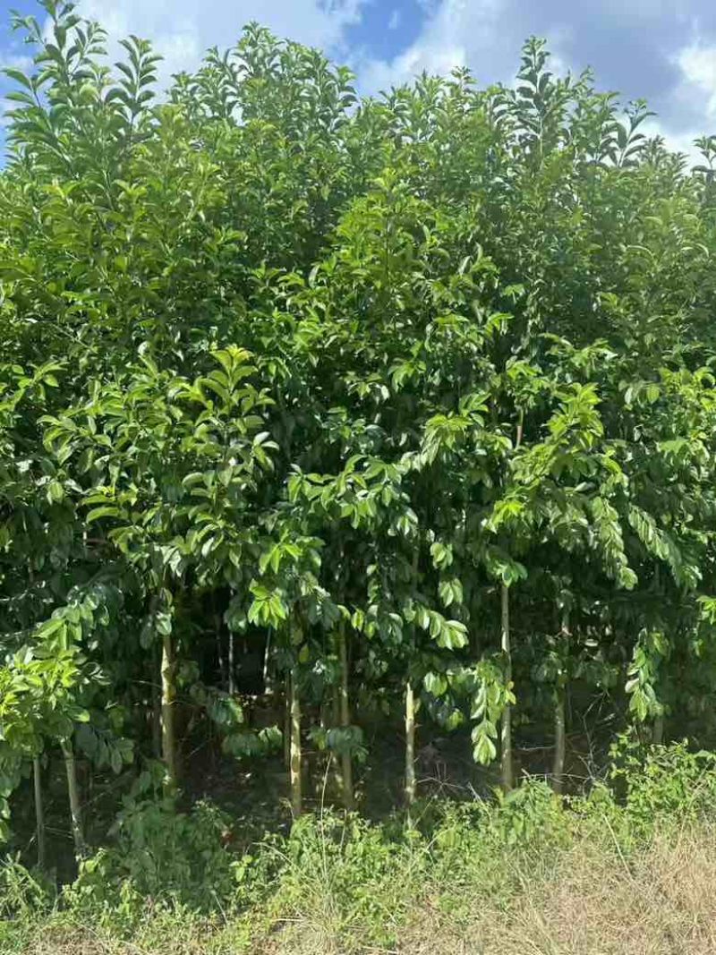 铁冬青原生苗1-3分，基地直销，一手货源，大量低价出售