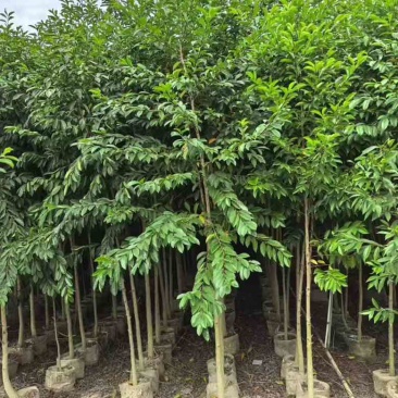 铁冬青原生苗1-3分，基地直销，一手货源，大量低价出售