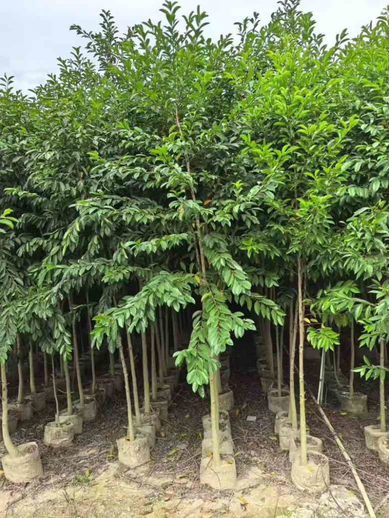 铁冬青原生苗1-3分，基地直销，一手货源，大量低价出售