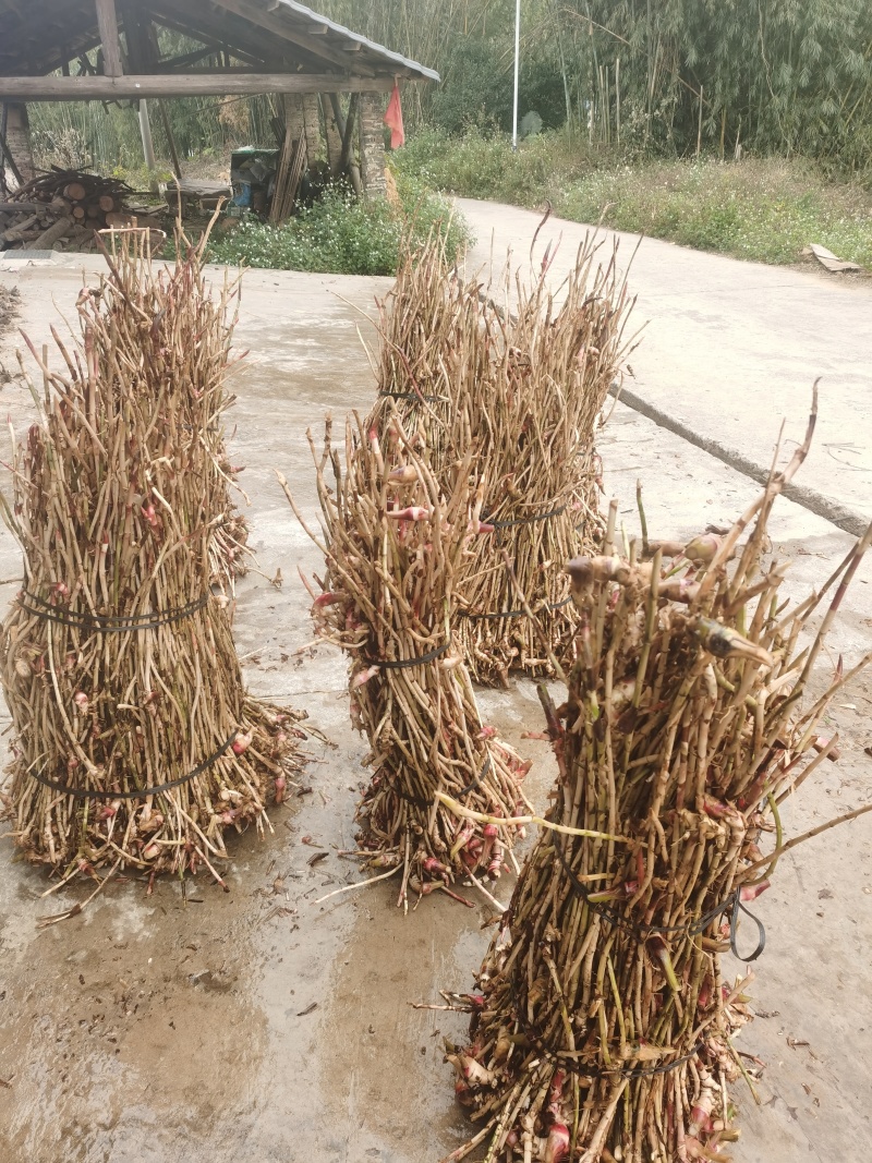 千亩基地直批，货真价实，量大从优，品质保证，鲜货砂仁根。