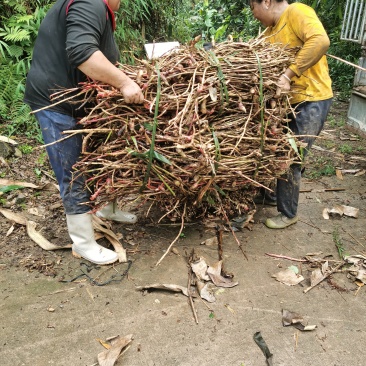 千亩基地直批，货真价实，量大从优，品质保证，鲜货砂仁根。