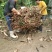 千亩基地直批，货真价实，量大从优，品质保证，鲜货砂仁根。