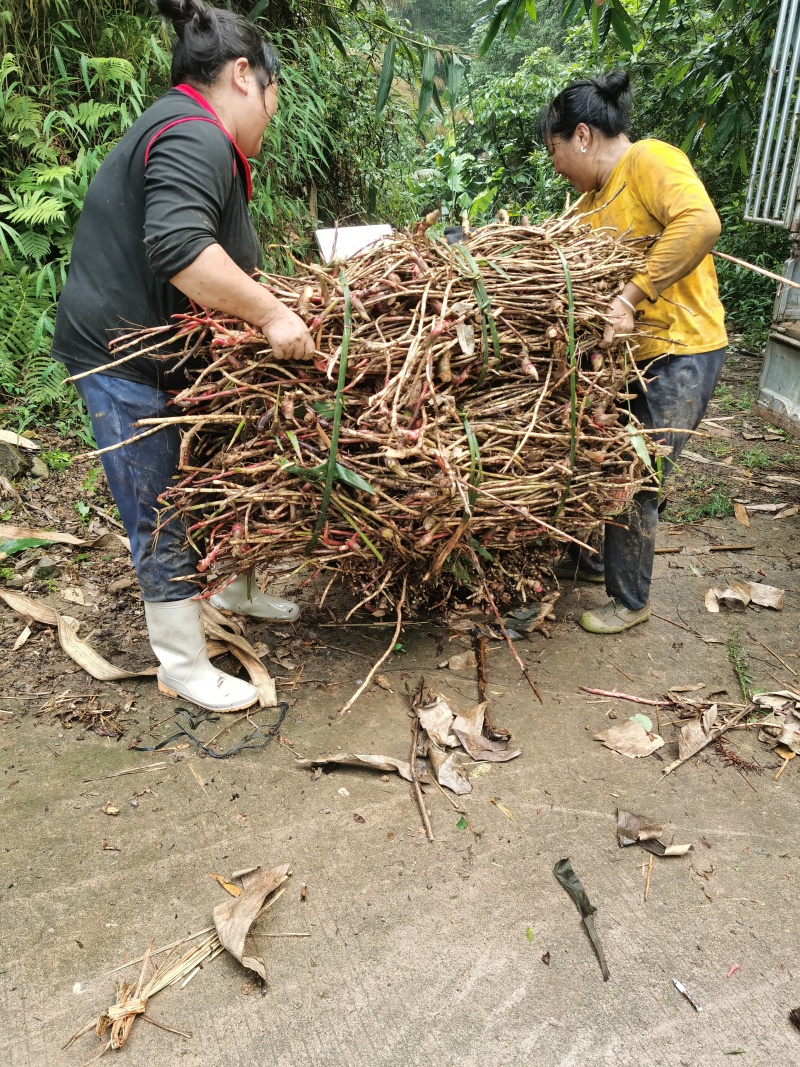 千亩基地直批，货真价实，量大从优，品质保证，鲜货砂仁根。