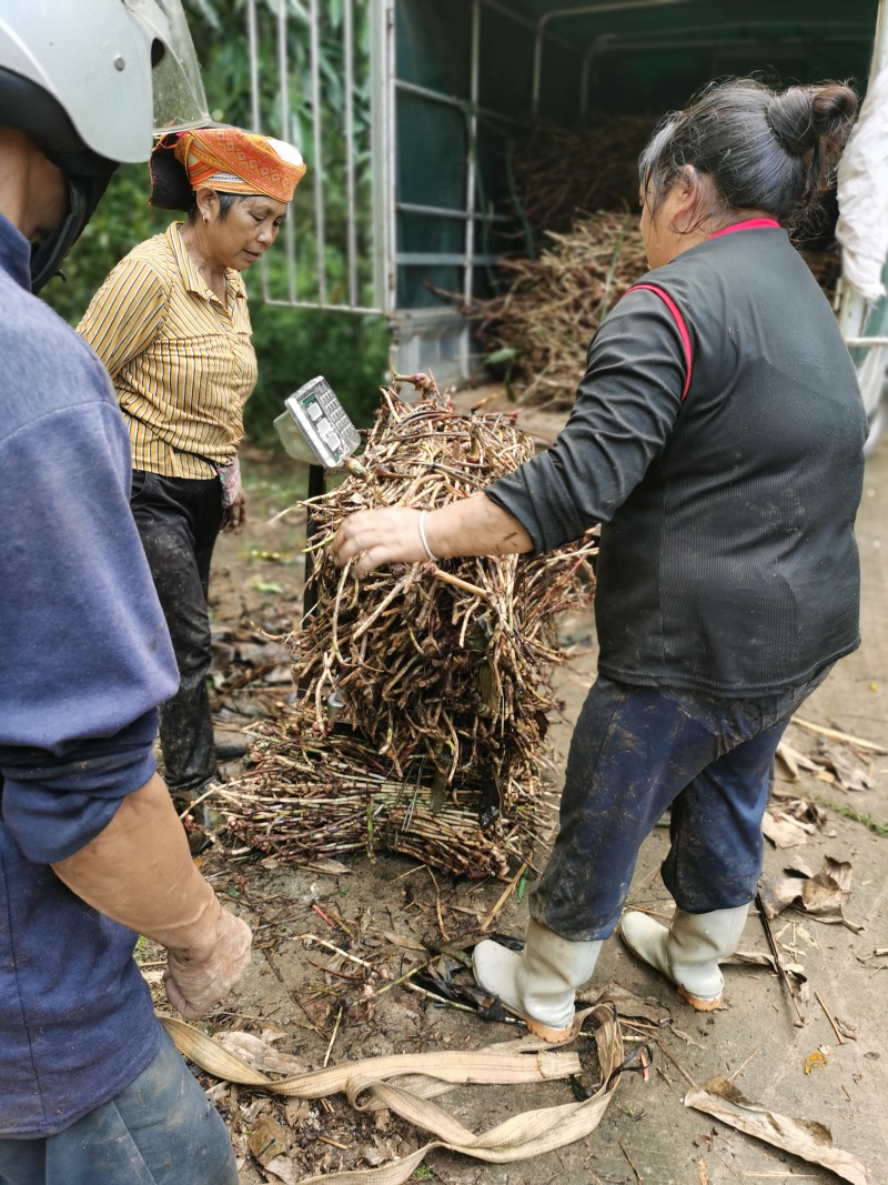 千亩基地直批，货真价实，量大从优，品质保证，鲜货砂仁根。