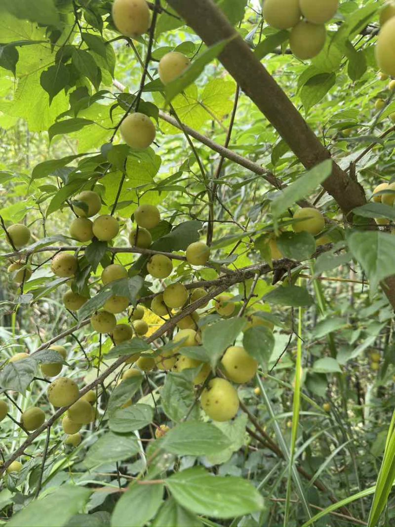 高山青梅果，梅子，巨酸，大量出，价格美丽，需要来收购的老板联
