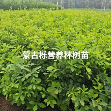 蒙古栎