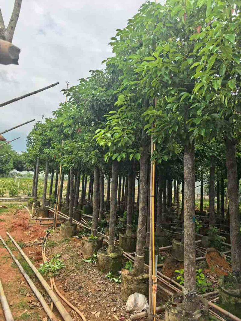 香樟3-15分，截杠苗，基地直销，一手货源，大量低价出售