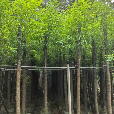香樟3-15分，截杠苗，基地直销，一手货源，大量低价出售