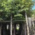 香樟3-15分，截杠苗，基地直销，一手货源，大量低价出售